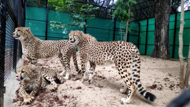 Mysore: Sri Chamarajendra Zoological Garden Gets Three Cheetahs from South Africa
