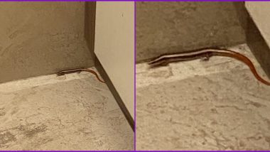 IPS Officer Tweets Pic of Creepy Creature in Her Room, Twitterati Responds It is 'Saanp Ki Mausi'! Know About Lined Fairtail Skink