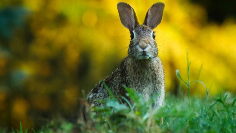 Nature Photography Day 2021: People Share Stunning Pictures of Nature on Twitter In Celebration of This Day (See Pics)