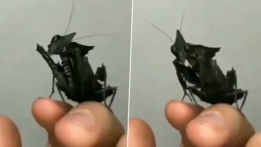 Video of an 'Alien' Black Praying Mantis Is Going Viral on Twitter! Netizens Cannot Stop Talking About the Eerie Creature