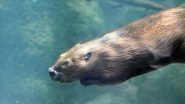 Photographer Waited for Four Years to Get the Perfect Shot of an Underwater Eurasian Beaver but the Viral Photo Gets Trolled Instead!