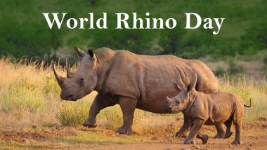 World Rhino Day 2020 Date, History and Significance: Know Everything About the Day Dedicated to Raise Awareness and Protecting the Rhinoceros