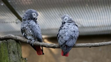 Parrots in UK Safari Park Removed For Swearing and Laughing at Visitors, 3 Other Times When Talkative and Abusive Parrots Have Amused the Internet (Watch Videos)