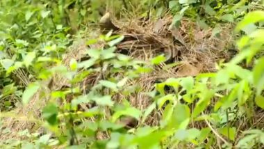 Uttarakhand: King Cobra Spotted at Over 2,100 Metres Altitude in Nainital's Mukteshwar For First Time (Watch Video)