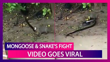 Video Of A Fierce Fight Between A Mongoose And A Snake Goes Viral