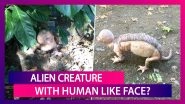 Alien Creature With Human-Like Face Attacking Farmers In Rajasthan? Here&rsquo;s The Truth Behind The Viral Picture