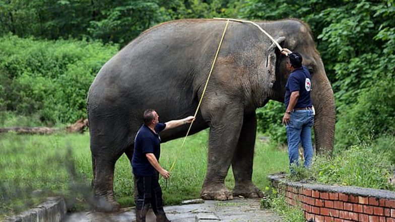 Kaavan, 'World's Loneliest Elephant' Will be Released From Islamabad's Marghazar Zoo For a New Life