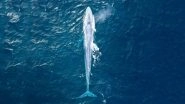 Blue Whale Weighing 100,000 Kg Spotted off Sydney Coast for the Third Time in 100 Years, Viral Pic of Rare Sighting of the Largest Animal on Earth Will Make You Go Woah!