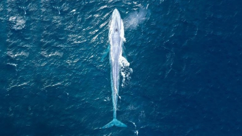 Blue Whale Weighing 100,000 Kg Spotted off Sydney Coast for the Third Time in 100 Years, Viral Pic of Rare Sighting of the Largest Animal on Earth Will Make You Go Woah!