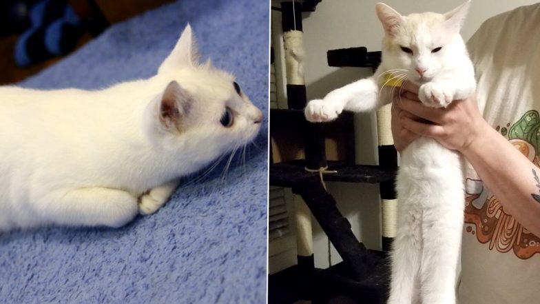 Nobiko, Famous ‘Longcat’ Viral Meme Feline Dead at 18, Netizens Share Pics of Their Beloved Feline in Remembrance of the Iconic Cat