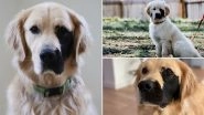 Enzo Viola, Dog Born With Rare Genetic Mutation Has the Cutest Black Patch on His Face and He Is Instagram&rsquo;s Favourite! See Adorable Pics and Videos of the Golden Retriever
