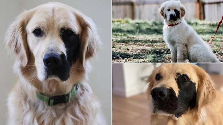 Enzo Viola, Dog Born With Rare Genetic Mutation Has the Cutest Black Patch on His Face and He Is Instagram’s Favourite! See Adorable Pics and Videos of the Golden Retriever