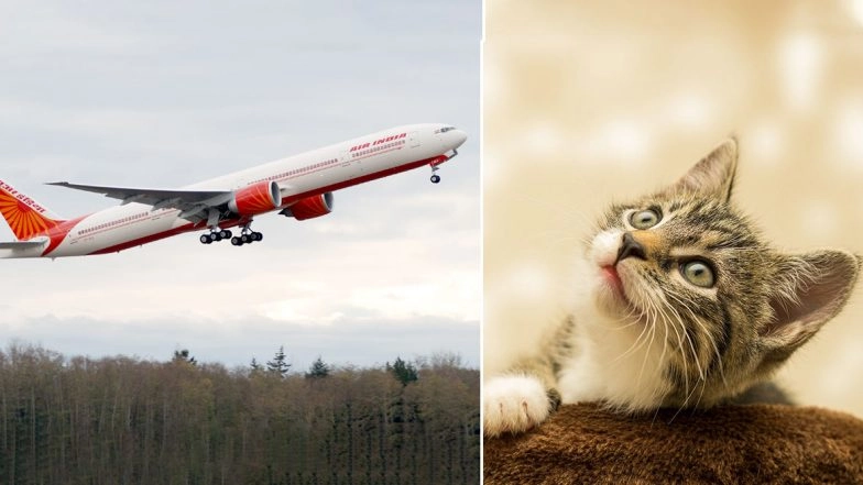 Do Air India Allow Pets? 'Cat Lover' Left Stranded on Airport After Captain Refuses to Allow the Feline, Know the Airlines' Rules