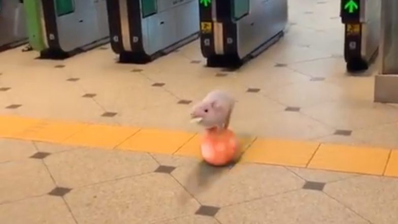 Meet Popular Micro Pig Pinky Who Is Going Viral For Passing Through a Turnstile While Balancing on a Ball at Tokyo Station in an Adorable Video!