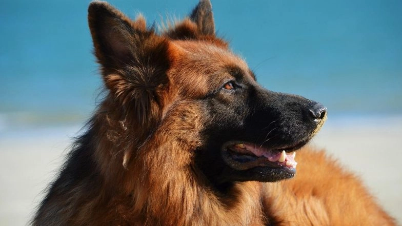 Helsinki Airport in Finland Deploys Sniffer Dogs to Detect COVID-19 in Travellers As Part of Trial (Watch Video)