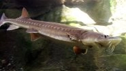 Sweden: 500-Year-Old Sturgeon Found in Denmark's Royal Shipwreck in Baltic Sea