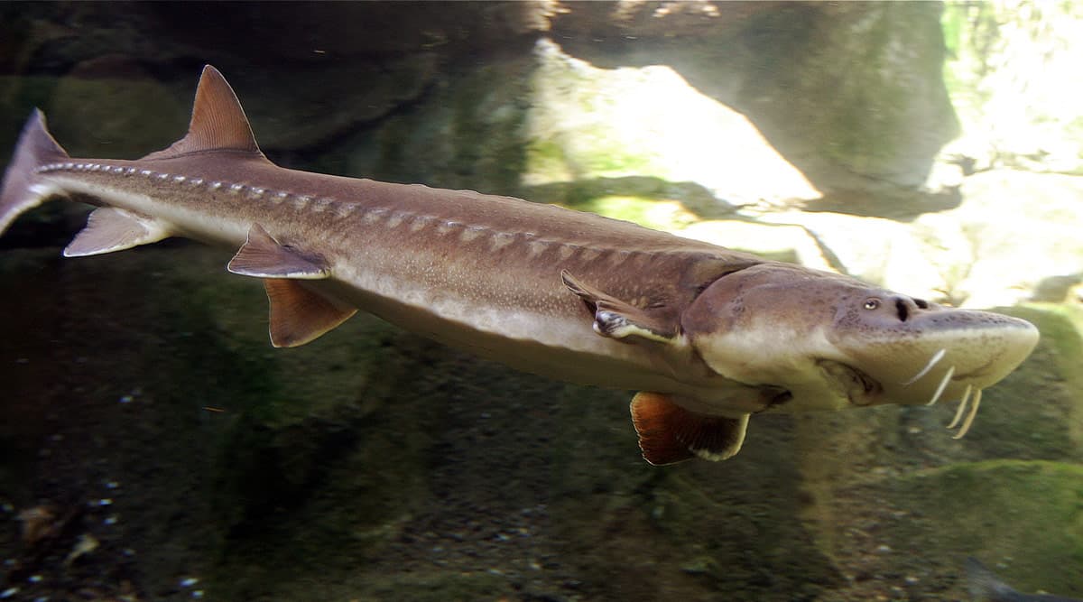 Sweden: 500-Year-Old Sturgeon Found in Denmark's Royal Shipwreck in ...