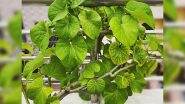 Giloy Health Benefits: From Strong Immunity to Treating Diabetes, Here Are Five Reasons to Have This Ayurvedic Herb