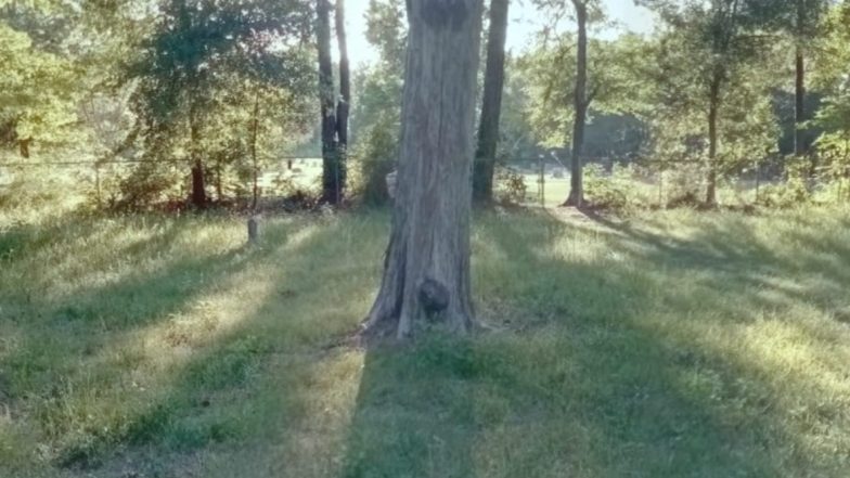 Ghostly Figure of Girl Spotted in Google Maps Street View of Haunted Martha Chapel Cemetery Will Freak You Out! Know the Horror Stories and Legends of the Historical Cemetery in Texas (Watch Video)