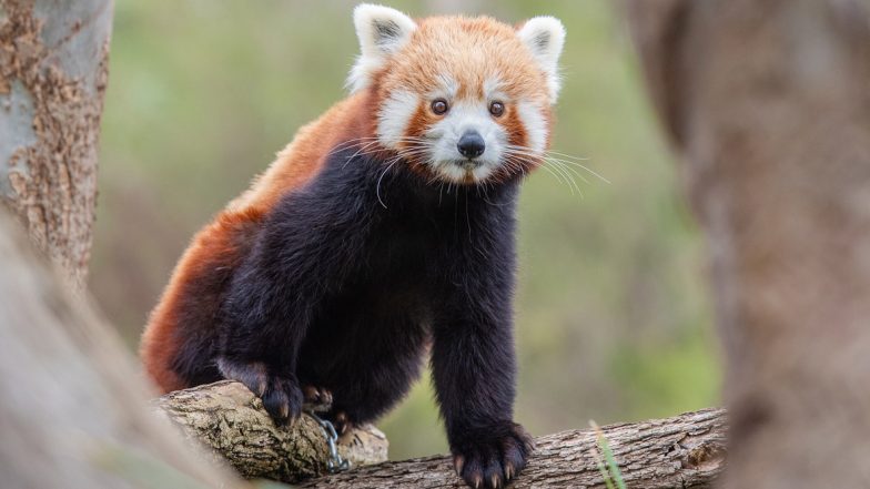 International Red Panda Day 2020 Date, History and Significance: Here’s Why It Is Important to Raise Awareness About the Red Pandas and Protect the Mammals