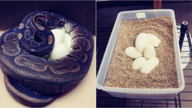 62-Year-Old Python in US Zoo Lays a Clutch of 7 Eggs Without a Male Companion, Genetic Sampling To Reveal If It Belongs to Species That Reproduce Asexually (See Pictures)