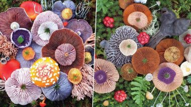 'Mushroom Medley,' Old Pic of Colourful Mushrooms by Photographer Jill Bliss Resurfaces Online! Check Out More Photos of the Vibrant Arrangements