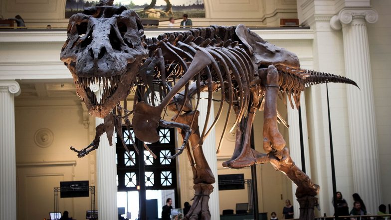 T-Rex Skeleton Named Stan Likely to Fetch Record Price of Around $8 Million at Auction in New York