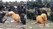 Ugly 'Pup'ling! Rare Albino Seal Pup Spotted in Russia Might Get Rejected by Its Community But Internet is All Love! (Watch Pic and Video)