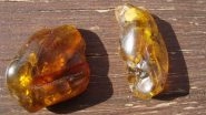 World&rsquo;s Oldest Animal Sperm Found in Tiny Crustaceans Trapped in 100-Million-Year-Old Myanmar Amber!
