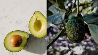 Avocados May Soon Be Sent to Mars! Nutritious Fruit Can Be Cryogenically Frozen, Shipped and Regrown on the Red Planet