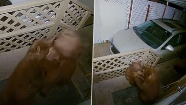 Two Bear Cubs Caught Fighting on Doorbell Camera in California, Video Looks Both Funny and Scary!