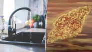 Brain-Eating Amoeba Resurfaces in Texas' Tap Water! Know Rare Cases of Naegleria Fowleri Infection That Caused Deaths in Recent Times