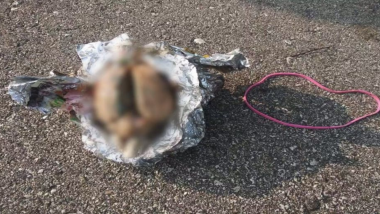 Mind-Boggling Discovery! Man Finds Brain Lying on Racine Beach in Wisconsin, Police Investigate Whether its Human or Animal's (Gruesome Pics Go Viral)