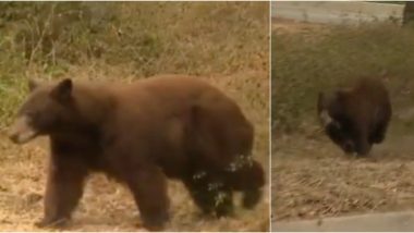 Fox News Journalist’s Live Reporting on California Wildfire Photombombed by Brown Bear, Photos Go Viral