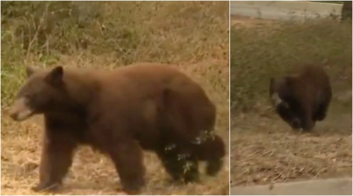 Viral News Fox News Journalist’s Live Reporting on California