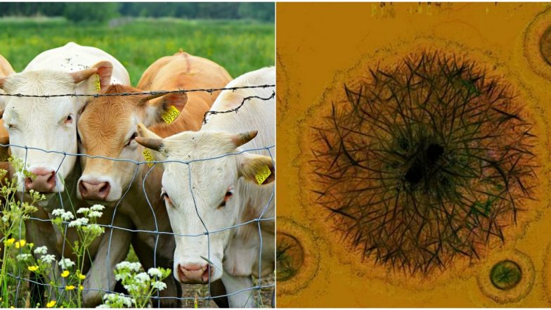 Brucellosis Outbreak in China: Know Causes, Symptoms, Transmission and Prevention of Malta Fever Bacterial Infection That Can Cause Infertility in Men