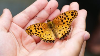 Big Butterfly Month 2020: India's 1328th Butterfly Found in Rajasthan, Environmentalists Excited!