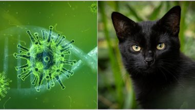 Does Cat Que Virus Spread Through Cats? Know Symptoms, Causes and If CQV Has Anything to Do With Feline Animal