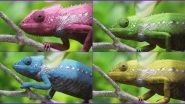 Chameleon Changes 7 Colours in 3 Minutes! Old Video From Madagascar Going Viral is a Reminder of Amazing Wonders of Nature