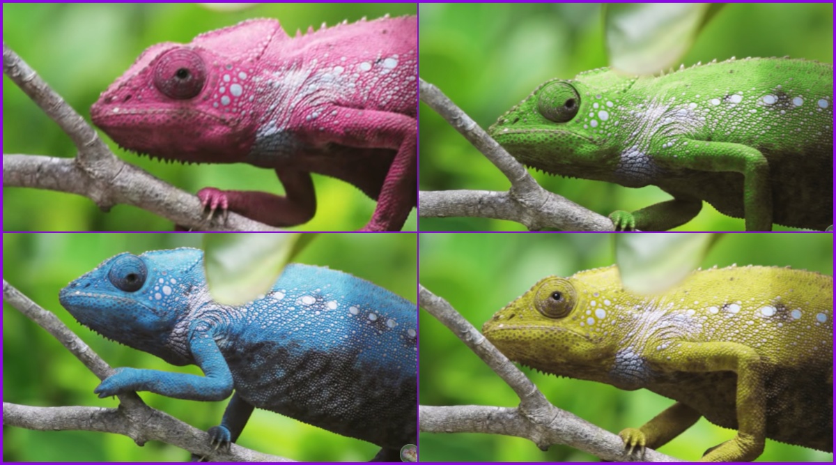 Chameleon Changes 7 Colours in 3 Minutes! Old Video From Madagascar