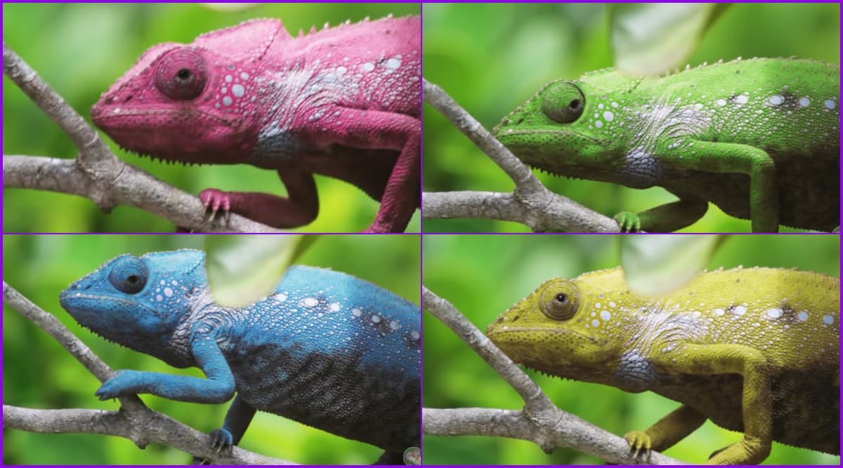 do senegal chameleons change colors