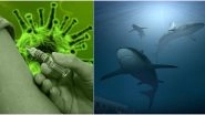 COVID-19 Vaccine Development May Kill Over 5 Lakh Sharks! Know Why Squalene Found in The Fish is So Important in Medicines
