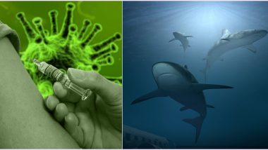COVID-19 Vaccine Development May Kill Over 5 Lakh Sharks! Know Why Squalene Found in The Fish is So Important in Medicines