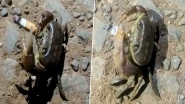Video of Crab Smoking Cigarette Goes Viral, Twitterati Are Reminded of Crab Symbol on Cigarette Packets to Represent Cancer