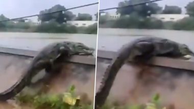 Crocodile 'Suicide' in Gujarat? Video of 10-Ft-Long Reptile Jumping in Ishwar Lake in Kutch is Going Viral on Social Media