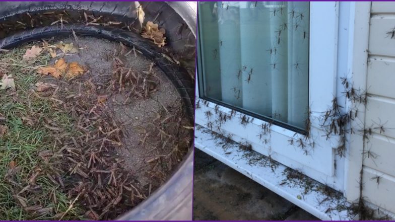 Daddy Long Legs Are Invading UK Homes Looking For Sex! Know About Crane Flies, The Long-Legged Insects (View Pics and Videos)