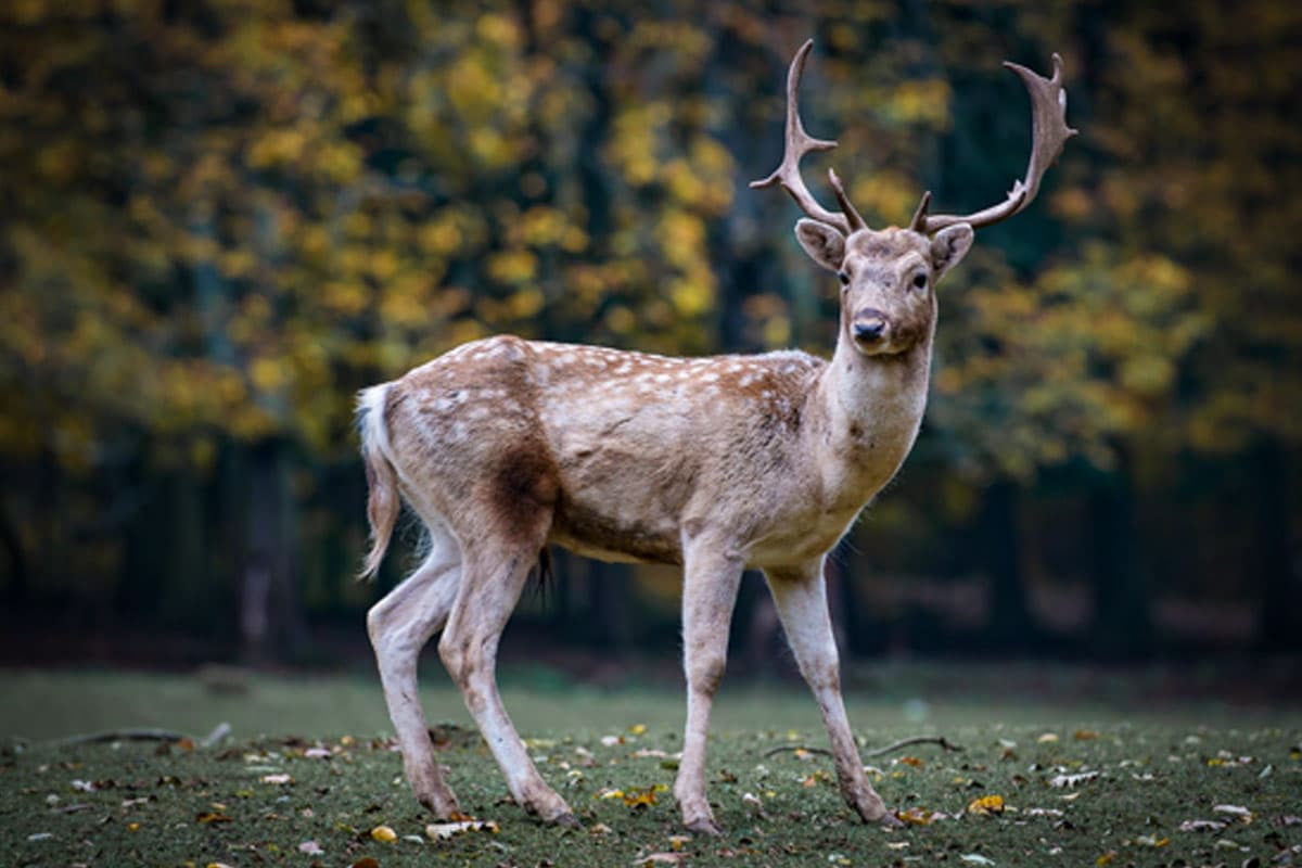 Cautious deer in the wild. Cautious deer in the wild.