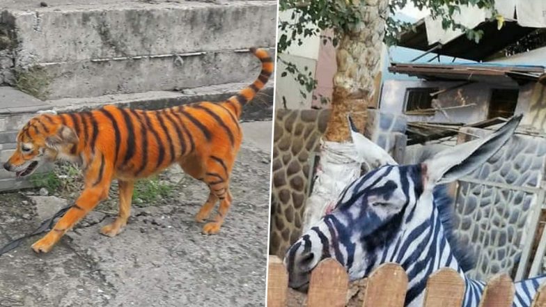 Stray Dog Painted To Look Like Tiger in Malaysia Sparks Outrage, 3 Similar Incidents Where Dogs &amp; Donkeys Were Passed Off as Those From The Wild (Pictures And Videos)