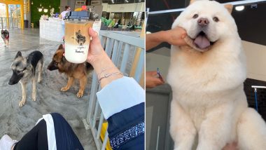 Saudi Arabia Gets Its First Dog-Friendly Cafe 'The Barking Lot', Happy Pet Lovers Share Pics and Videos