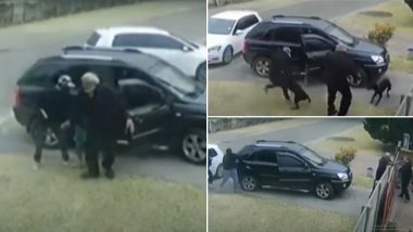 Dog Saves Owner's Life By Taking a Bullet During Armed Robbery at Brakpan in South Africa (Watch Video)